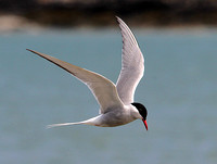 Arctic Tern