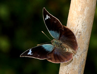 Anaea forreri