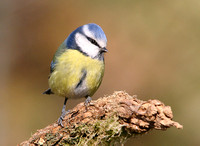 Blue Tit