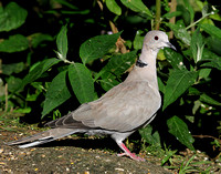 Collared Dove