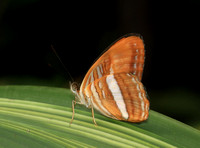 Adelpha cytherea