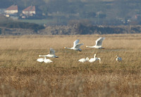 Bewick Swan