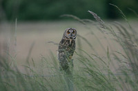 Long-eared Owl