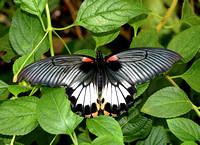 Papilio memnon