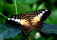 Parthenos Sylvia sylvia