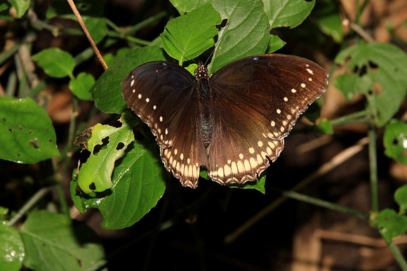 Malayan Crow