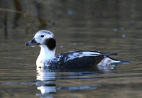 Long Tailed Duck