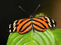 Heliconious ismenius