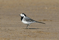 White Wagtail