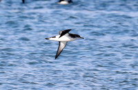 Manx Shearwater