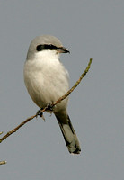 Great Grey Shrike