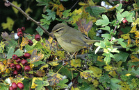 Dusky Warbler