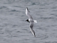 Boneapart's Gull