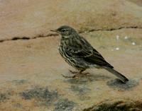 Rock Pipit