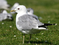 Common Gull