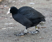 Coot (Ringed)