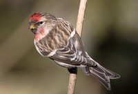 Lesser Redpoll