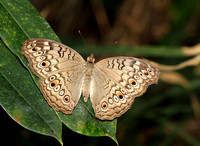 Grey Pansy