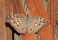 Grey Pansy