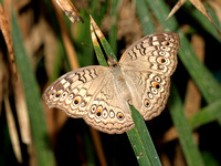 Junonia atites