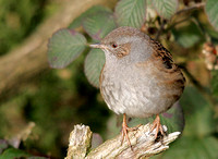 Dunnock