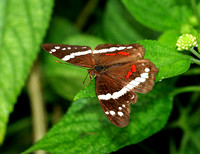 Anartia fatima