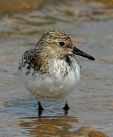 Sanderling