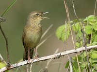 Grasshopper Warbler