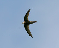 Pallid Swift