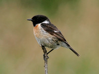 Stonechat