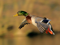 Mallard