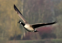 Canada Goose