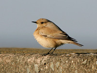 Desert Wheatear