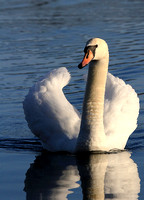 Mute Swan