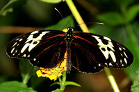 Heliconious fornarina