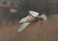 Glaucous Gull