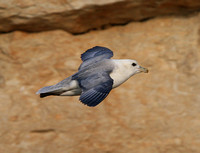 Fulmar