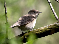 Garden Warbler