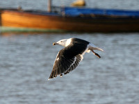 G B B Gull