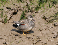 Gadwall