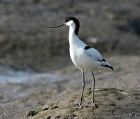 Avocet