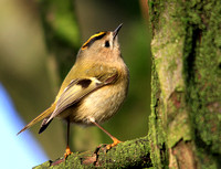 Goldcrest