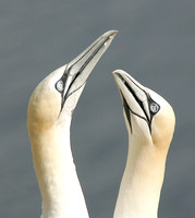 Gannet