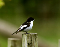 Pied Flycatcher